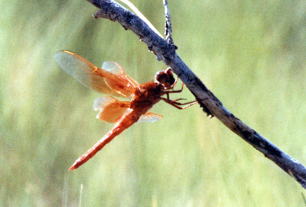 055 Flame Skimmer, abc B01P35I05.jpg - Flame Skimmer Libellula saturata